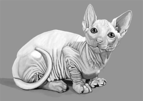 Tonal cat study by Danieljamieson on DeviantArt