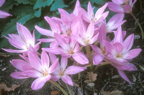 Late Summer and Fall-Blooming Bulbs | News