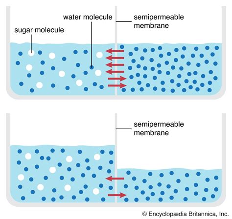 Osmosis | Definition, Examples, & Facts | Britannica