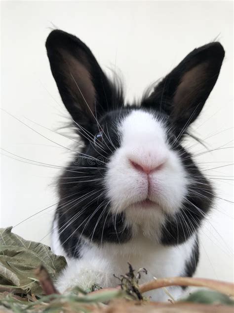 Black and White Dutch Rabbit Stock Image - Image of whiskers, white ...