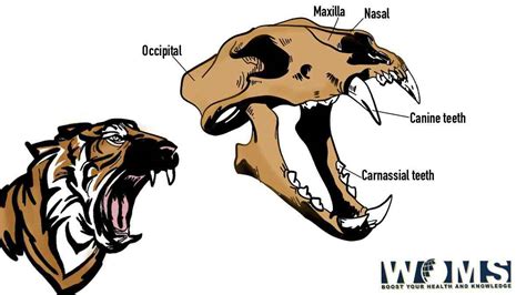 The ultimate guide to Tiger skull: Images and Anatomy - WOMS