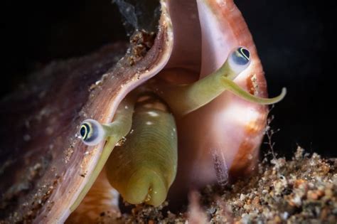 Snails & Their Eyes: Here's How Do They Use Them