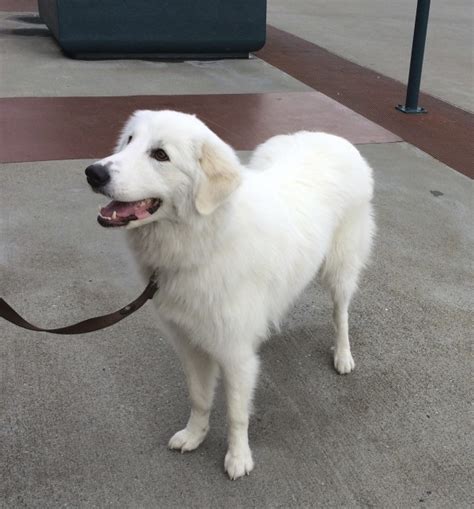 Maremma Sheepdog Info, Temperament, Training, Puppies, Pictures