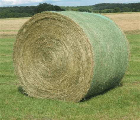 Rhodes Grass Hay Exporters | Saremco International