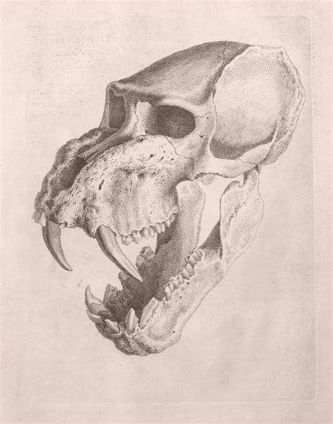 Tiger Skull Skeleton, Cheselden Anatomy 1733 - Art Source International