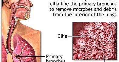 Difference between Cilia and Microvilli (Cilia vs Microvilli) | Major ...