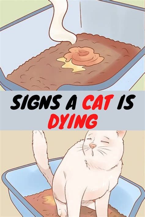 10 WARNING SIGNS THAT YOUR CAT IS SICK in 2020 | Pet quotes cat, Sick ...