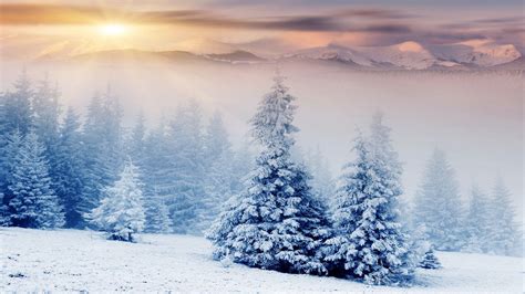 Snow Trees Wallpapers - Top Free Snow Trees Backgrounds - WallpaperAccess