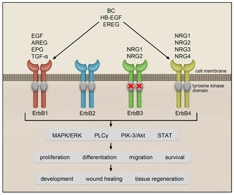 Cells | Free Full-Text | EGFR Signaling in Lung Fibrosis