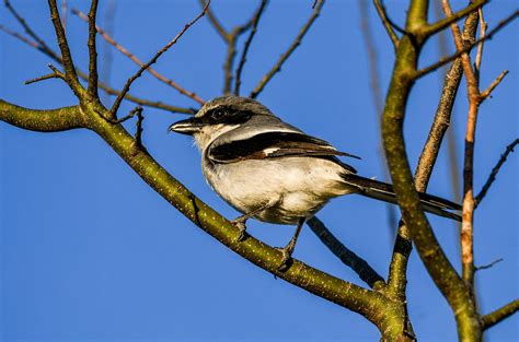 Bird of the week: Loggerhead shrike | Your Observer