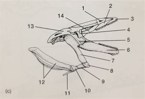 Week 3: Salamander Skull Lateral Diagram Diagram | Quizlet