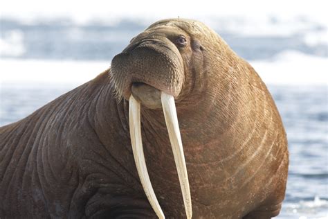 Walrus in Alaska: A Viewing Guide at Alaska's Gold Creek Lodge