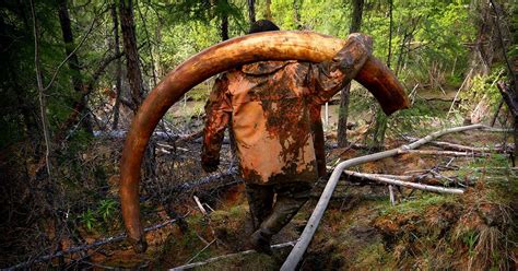 Photographing the Mammoth Ivory Tusk Hunt in Siberia