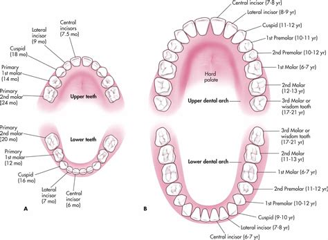 Deciduous And Permanent Teeth and Structure of a Tooth