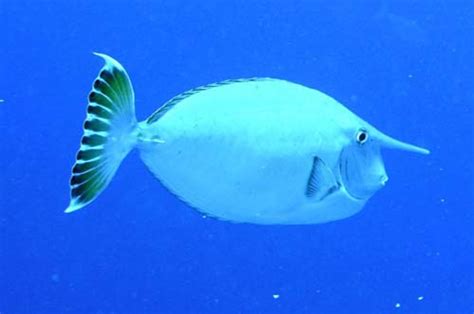 Whitemargin Unicornfish (Naso annulatus)