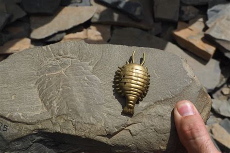 The Cambrian Explosion and the Burgess Shale - The Burgess Shale ...