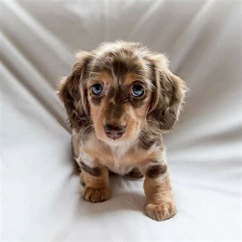 Chocolate & Tan Dapple Dachshund | Dachshund puppies, Baby dogs, Cute dogs