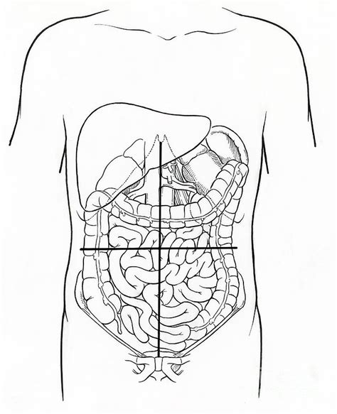 Anatomy Drawing Of Abdomen