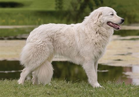 How Much Does A Maremma Dog Cost