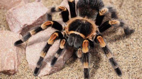 You Want a ‘Pet’ Spider? Reasons Not to Buy Tarantulas | PETA