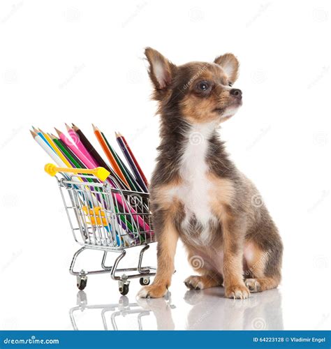 Dog Isolated on White Background School Supplies Stock Photo - Image of ...