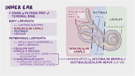 Anatomy of the inner ear: Video, Anatomy & Definition | Osmosis