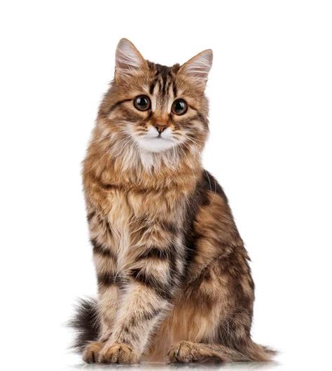 Siberian Cat Colors (2022) Ultimate Guide I The Discerning Cat