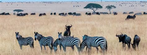 Human population growth squeezing out Serengeti wildlife, study shows ...