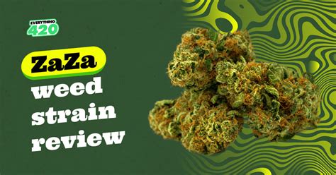 Zaza Weed Strain Review – Everything 420