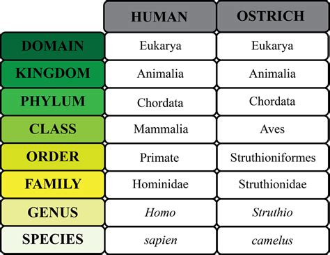 Evolution - Ms. Anderson's Biology Class