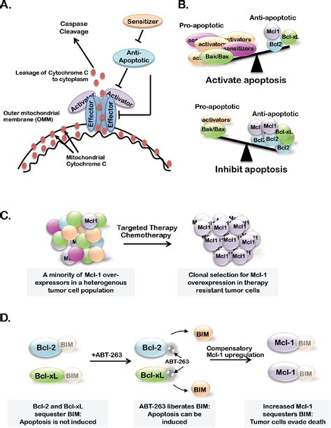 Figure 1 from Bcl-2 family proteins in breast development and cancer ...