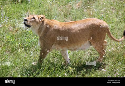 Lion hunting on a prey Stock Photo - Alamy