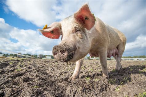 Pig poo turned into hydrogen for government's £600k energy scheme - I ...