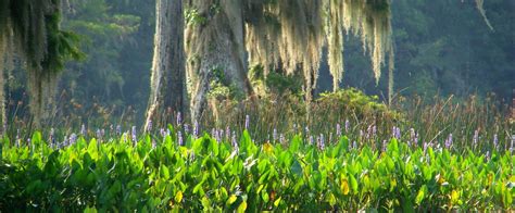 Edward Ball Wakulla Springs State Park | Florida State Parks