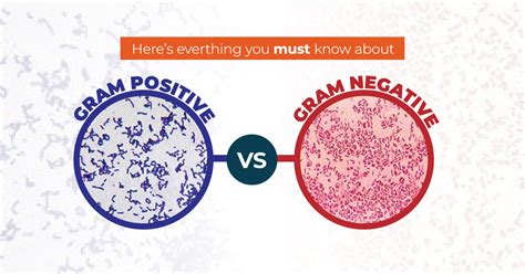 Gram Positive vs Gram Negative Bacteria | ORAPI Asia