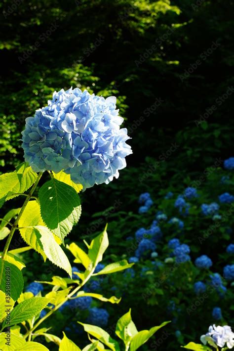 Purple hydrangea flowers are blooming beautifully at Hasedera temple in ...