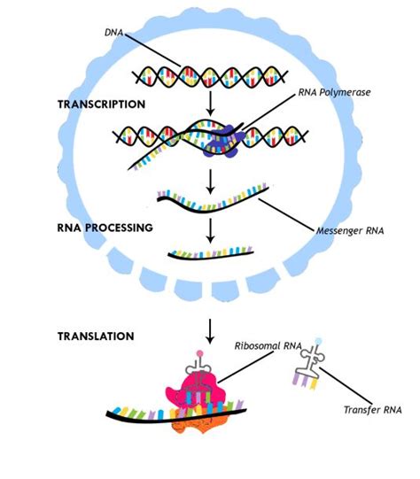 Diagram Of Protein Synthesis â Ready To Learn Biology Here We Go ...