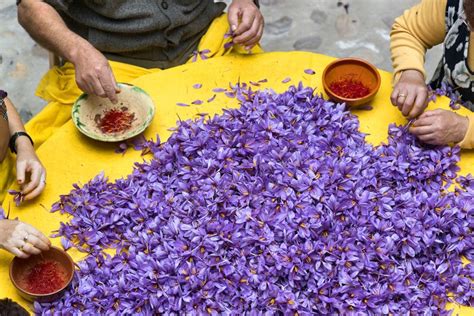 Best Tips On How to Grow Saffron Indoor and Outdoor