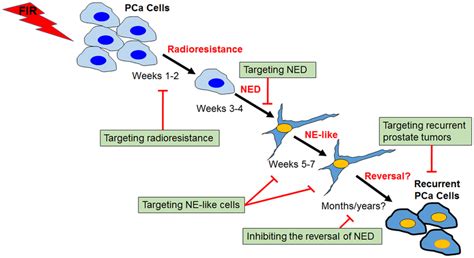 Process and targeting strategies of radiation-induced neuroendocrine ...