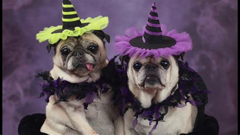 Best Pug Halloween Costumes - YouTube