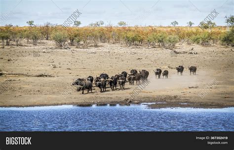 African Buffalo Herd Image & Photo (Free Trial) | Bigstock