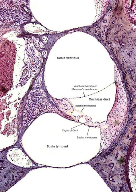 Organ of Corti | AnatomyBox | Human anatomy and physiology, Medical ...