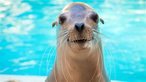 California Sea Lion - The Houston Zoo