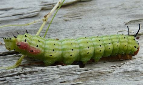 Nova Scotia Butterfly, Moth and Caterpillar: Rosy Maple Moth Caterpillar