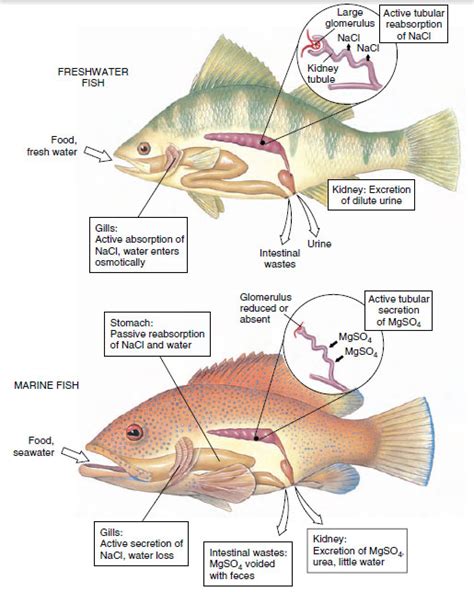 Structural and Functional Adaptations of Fishes | Fishes | The ...