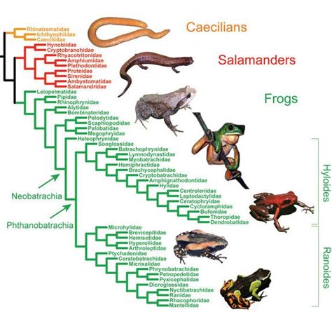 Photos: The New Amphibian Tree of Life | Amphibians, Animal facts, Frog art