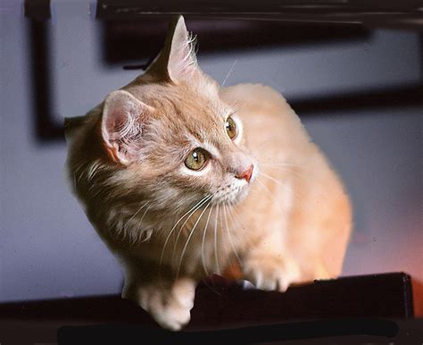 Manx Cat: Personality, Care & Unique Traits of the Manx Cat Breed