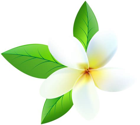 Plumeria Transparent PNG Clip Art Image | Gallery Yopriceville - High ...