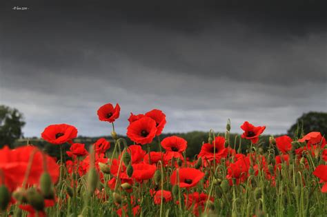 Field of Poppies Wallpaper (50+ images)