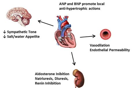 Vasodilation, Cardiovascular system, Chapter